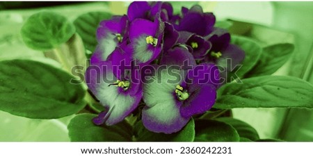Good Morning Wednesday Purple Flower Image, Beautiful Purple Flower Photo, Love Purple Flower Image, Beautiful Love Flower Image