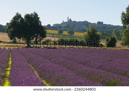 A closeup of lavender fields and castle in background in Italy