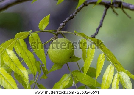  The unripe nuts eastern American black walnut (Juglans) is native to North America