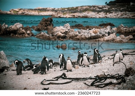 A beautiful view of Penguins on a beach in Hermanus, South Africa