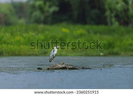 Photo of a heron standing gracefully on a log in the serene waters of the Danube Delta reservation Wild birds fly Danube Delta
