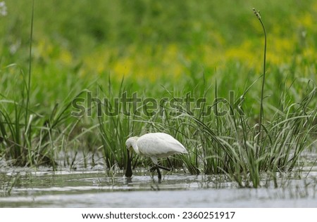 Photo of a graceful heron standing in the serene waters of the Danube Delta reservation Wild birds fly Danube Delta