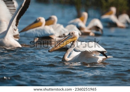 Photo of a group of pelicans gracefully gliding on the water's surface in the Danube Delta reservation Wild birds fly Danube Delta