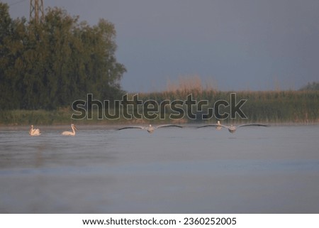Photo of a serene flock of birds peacefully gliding over a stunning lake in the Danube Delta reservation Wild birds fly Danube Delta