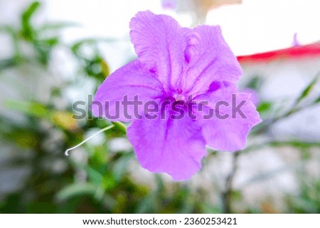 
Single purple flower bloom close up
