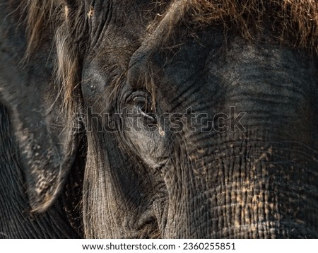 Fine Art picture of "Sumatran Elephant", in color with grainy