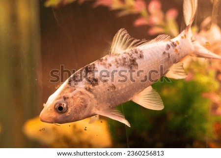 view of beautiful goldfish swimming in the water