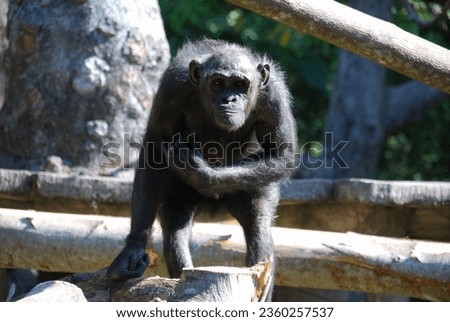 Portrait picture of African Chimpanzee