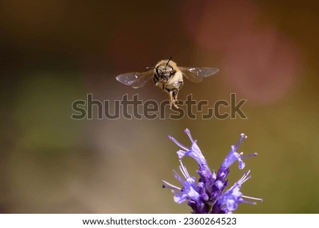 picture of a frontal view of a flying bee holding one leg in front of the eyes