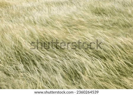 picture of a meadow with tall grass in strong wind, image with motion blur