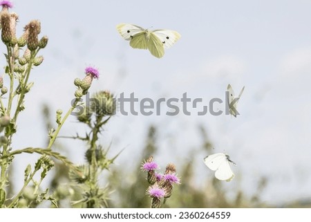 picture of three flying cabbage white butterflies over flowering thistles