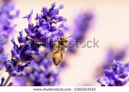 picture of a bee hanging with one leg on lavender blossom