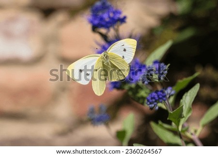picture of a flying cabbage white butterfly in front of Caryopteris flowers, with open wings in frontal view