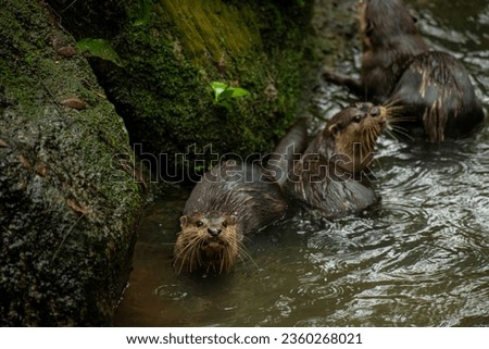 Brown otter looking away from the camera eating fish. Otter on a rock in the wilderness looking forward.