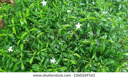 This plant is beautiful to look at with small white  color flowers 