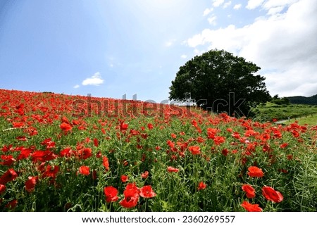 Poppies blooming on the hill near the sky at early summer