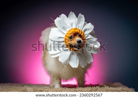 german spitz with daisy flower costume blue background