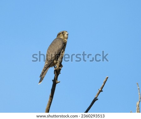 Merlin (Falco columbarius) North American Falcon