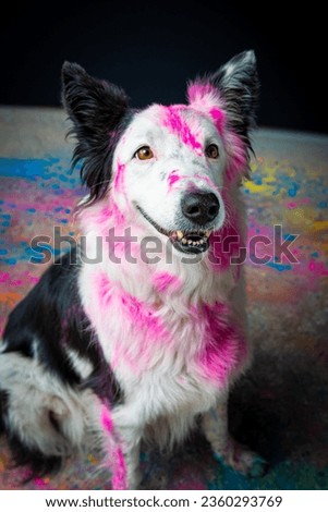 boder collie with colored powder in the hair and black background