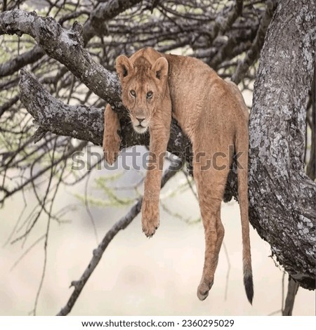 Lion images photos pictures.Beautiful Lion sitting on the tree picture.Lion resting photos images.