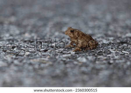 Profile of a toad sitting on pavement