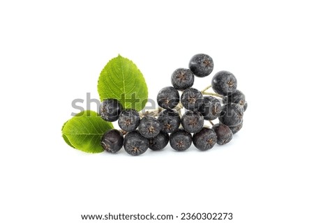 Aronia melanocarpa (Photinia melanocarpa) or black chokeberry isolated on white background Royalty-Free Stock Photo #2360302273