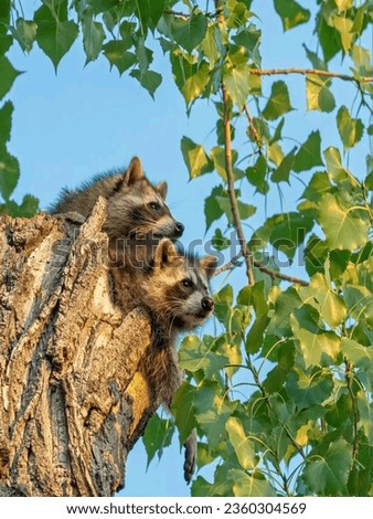 Raccoons images photos pictures.Beautiful Raccoons photos.Amazing nature images.Raccoons Wildlife pictures.