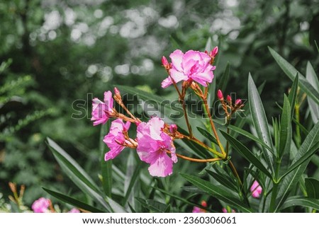 Oleander. In summer, the oleander bush blooms with pink flowers. Pink oleander flower. Pink oleander Nerium is a toxic shrub. Pink beautiful and delicate flowers on a background of green foliage.