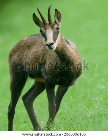 Antelope images.Beautiful deer images photos pictures.African Safari Park Wildlife pictures.
