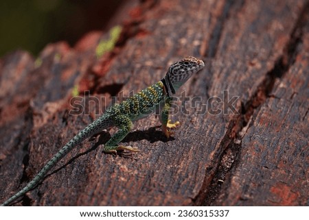 Beautiful collared lizard sunbathing on a vibrant piece of fossilized petrified wood in Petrified Forest National Park, Arizona Royalty-Free Stock Photo #2360315337