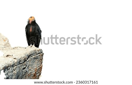 The California condor (Gymnogyps californianus), realistic drawing, illustration for the encyclopedia of animals and birds of North America, isolated image on a white background