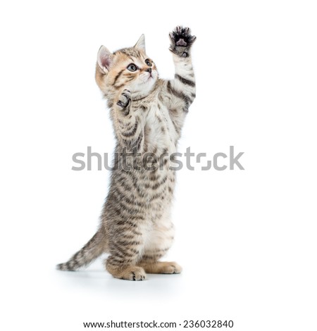 playful scottish cat kitten looking up. isolated on white background Royalty-Free Stock Photo #236032840