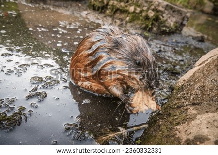 Wild animal Muskrat, Ondatra zibethicuseats, eats on the river bank. Muskrat, Ondatra zibethicus, water rodent in natural habitat.