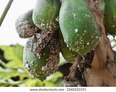 aphid, plant louse on green papaya tree close up organic.