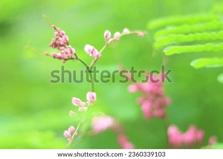 Flowers, leaves in ancient city places