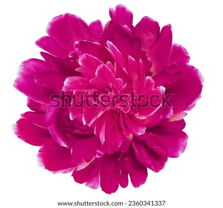 Purple   peony flower  on  white   isolated background with clipping path. Closeup. For design. Nature. 
