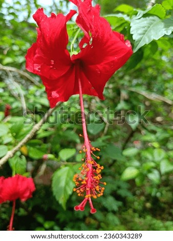Hibiscus flowers are commonly found in kerala and this flower also used for medicine