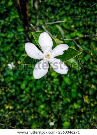 Asian snow jasmine with green 
 background