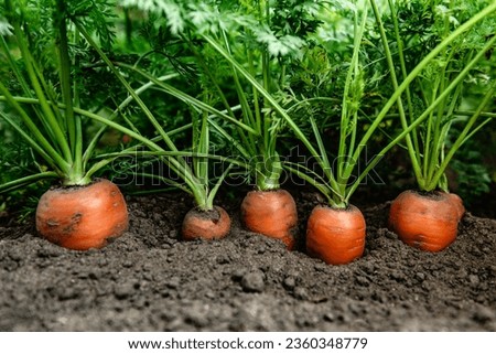 Ripe carrots growing in soil in garden. Harvest fresh carrots. Royalty-Free Stock Photo #2360348779