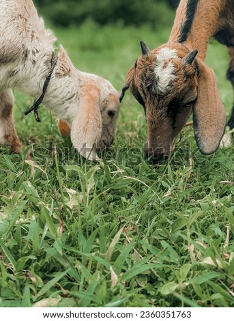 Mother goat eating grasses with lamb. Picture showing the cuteness of a lamb