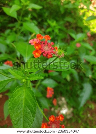 Traditional flower of kerela (kongini)