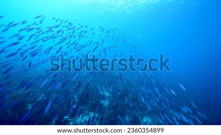 In the depths of the ocean, you'll find a multitude of fish - different colors, sizes, and species, creating a rich tapestry of marine life Royalty-Free Stock Photo #2360354899