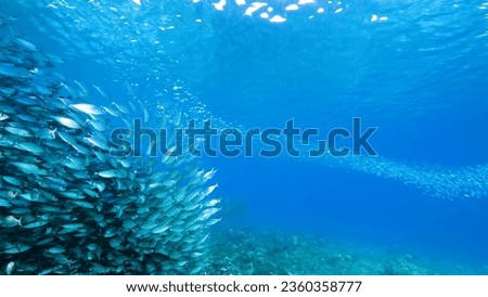 Beneath the ocean's depths lies a plethora of fish, each with varying colors, sizes, and species, weaving a vibrant tapestry of marine existence Royalty-Free Stock Photo #2360358777