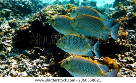 Beneath the ocean's depths lies a plethora of fish, each with varying colors, sizes, and species, weaving a vibrant tapestry of marine existence Royalty-Free Stock Photo #2360358821