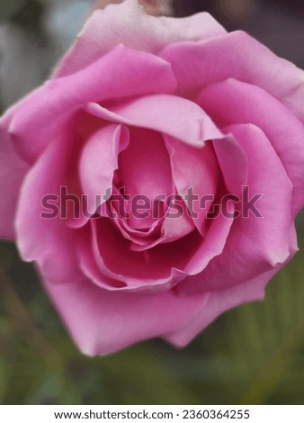 Pink Rose Petals in Focus: Captivating Portraits and Close-Up Details