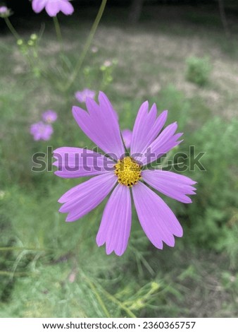 Wild flowers and nature in Korea 1
