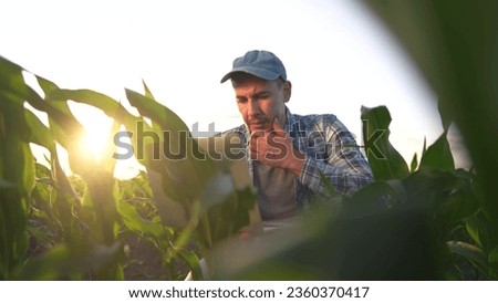 corn agriculture. farmer working in corn field with laptop. agriculture maize business concept. farmer with laptop studying green corn sprouts. man scientist worker studying corn lifestyle sprouts Royalty-Free Stock Photo #2360370417