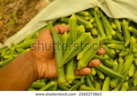 lady finger in the market. Stock of ladies finger. Okra vegetable. Green vegetable. Many lady fingers. Bulk of Lady fingers.