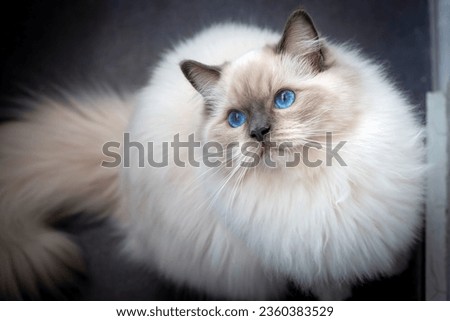 Cute pet ragdoll cat. Pet animal. Royalty-Free Stock Photo #2360383529