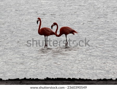 flamingo a pink wading bird which usually stands on one leg